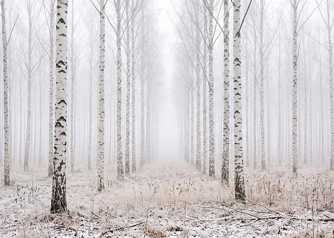 Misty Birch Forest in Winter