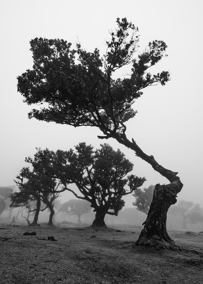 Misty Forest with Ancient Trees