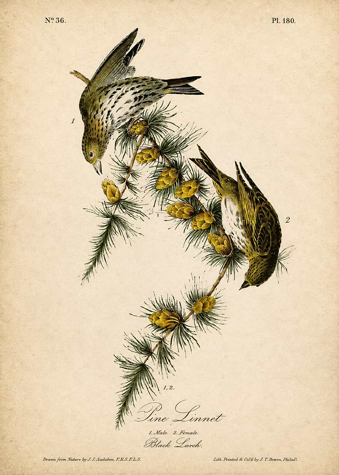 Audubon Pine Linnet Vintage Print
