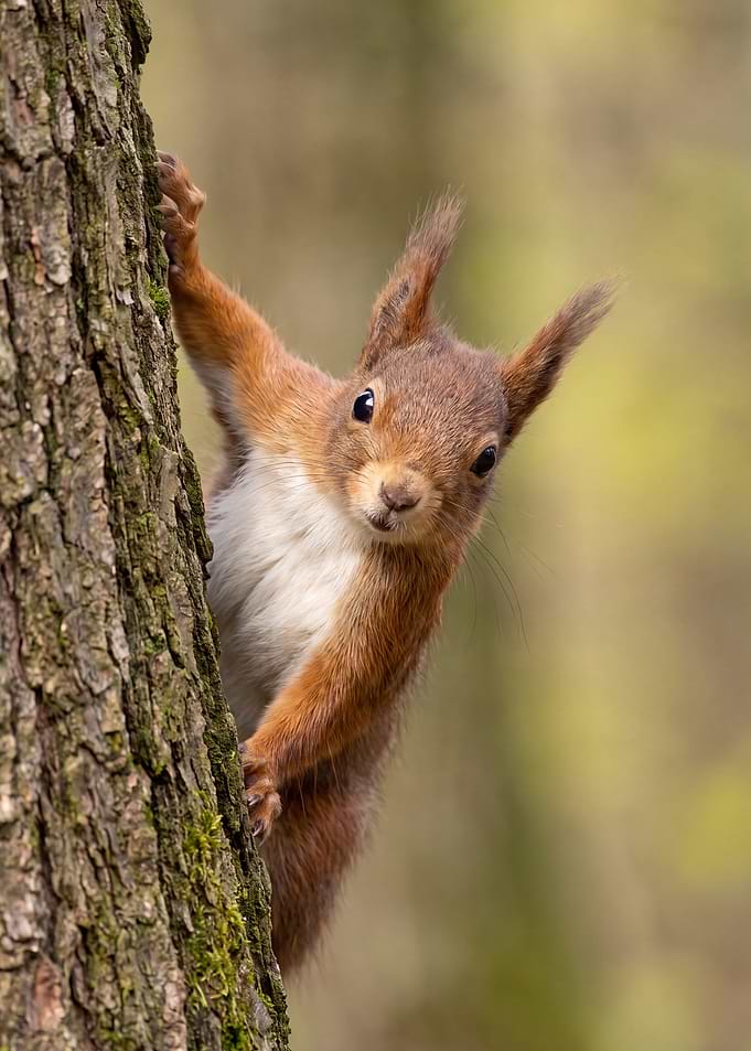 Curious Red Squirrel on Tree Trunk
