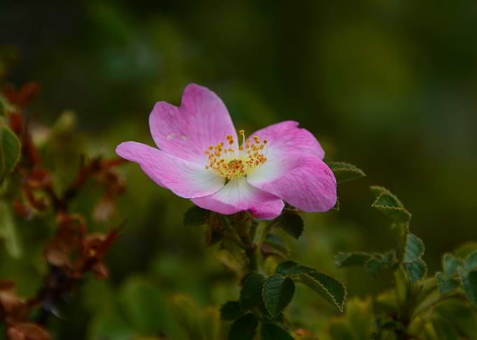 Single Wild Pink Rose Blossom
