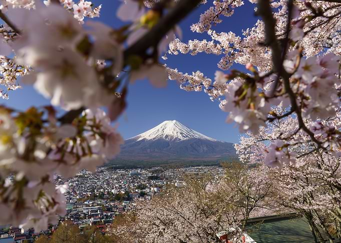 Mount Fuji Framed by Cherry Blossoms in Fujiyoshida Arakuyama Sengen Park