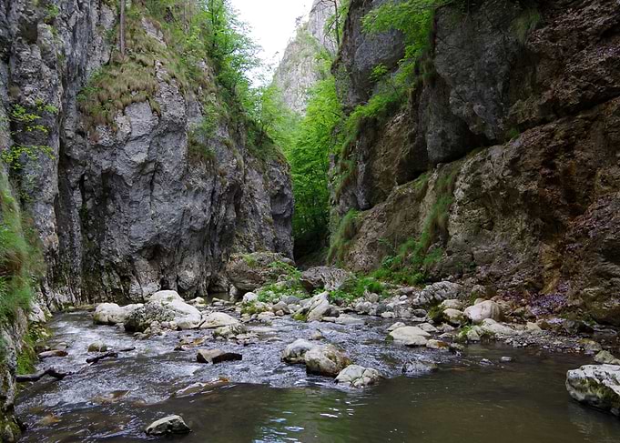 Rocky River Gorge in Lush Forest
