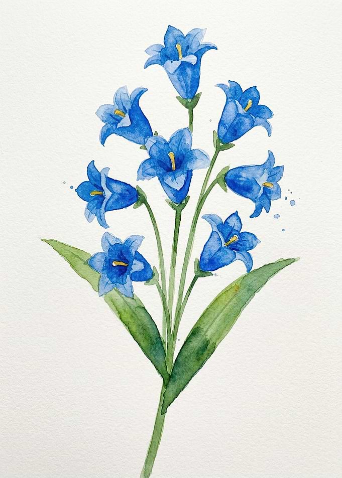 Watercolor Bluebell Flower Illustration