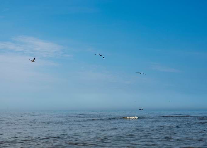 Seagulls Flying Over Calm Ocean