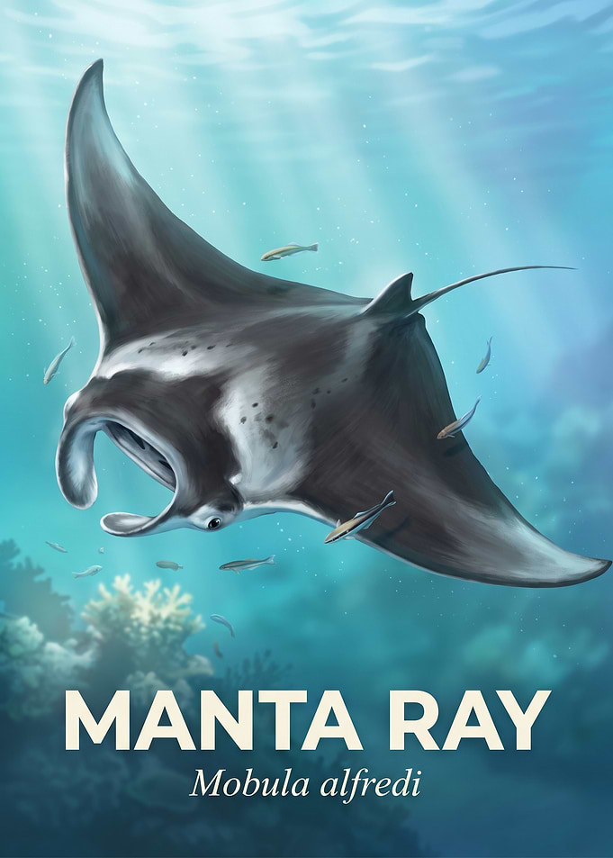 Manta Ray Underwater Illustration