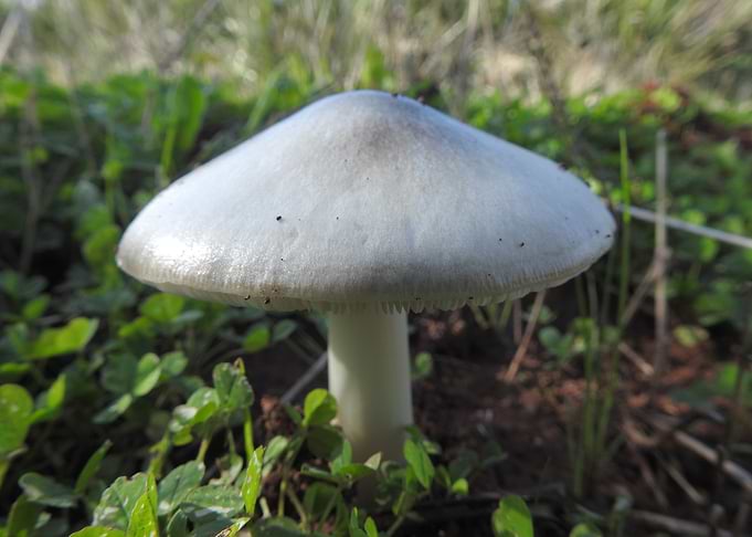 Single White Mushroom in Grass