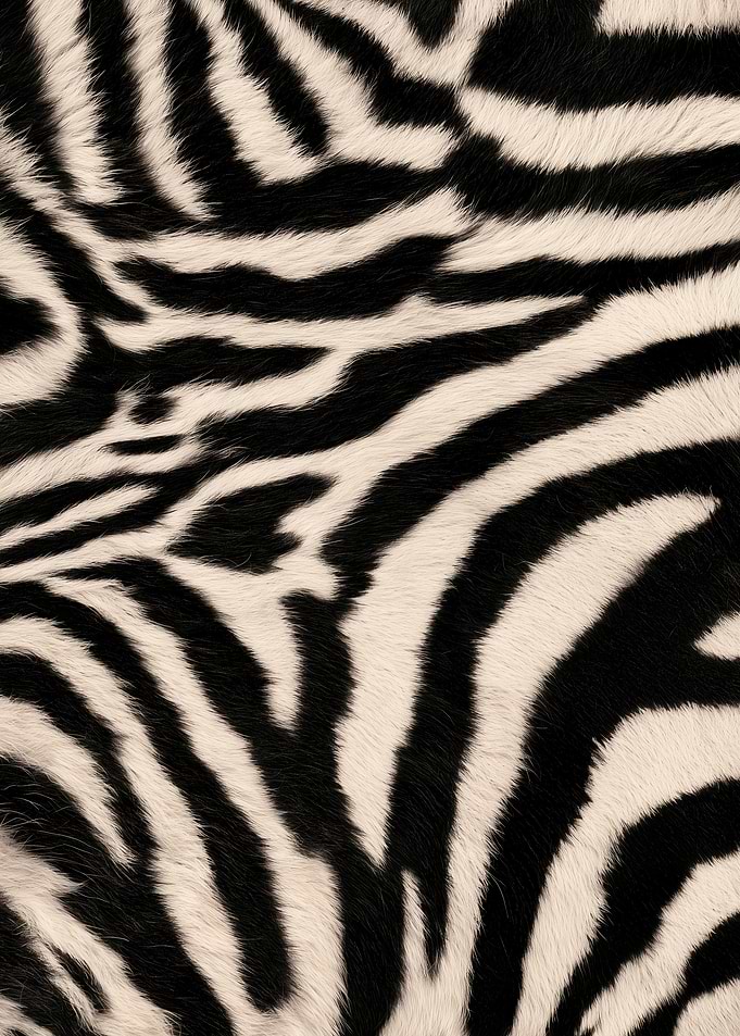 Zebra Print Fur Texture