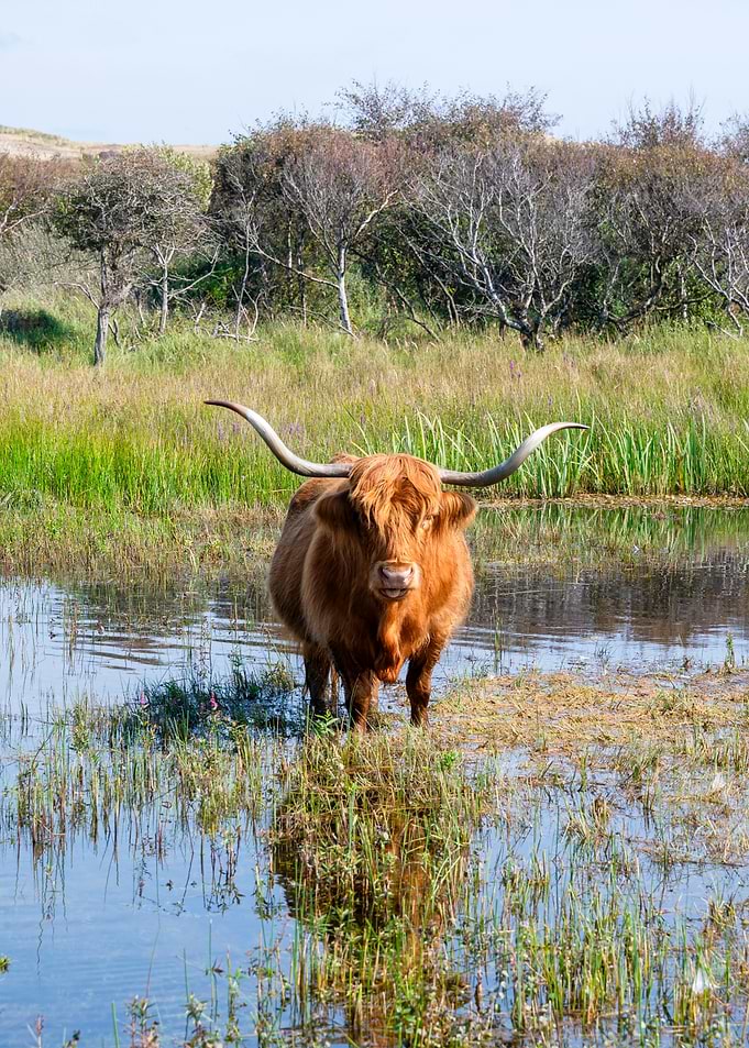 Highland Cow Standing in Wetland