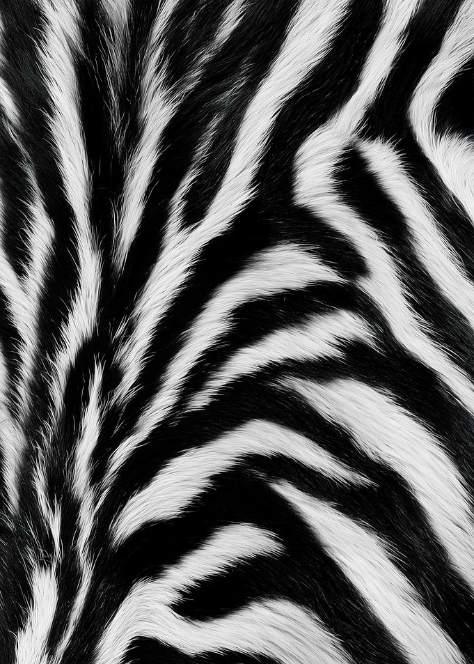 Zebra Fur Pattern Texture