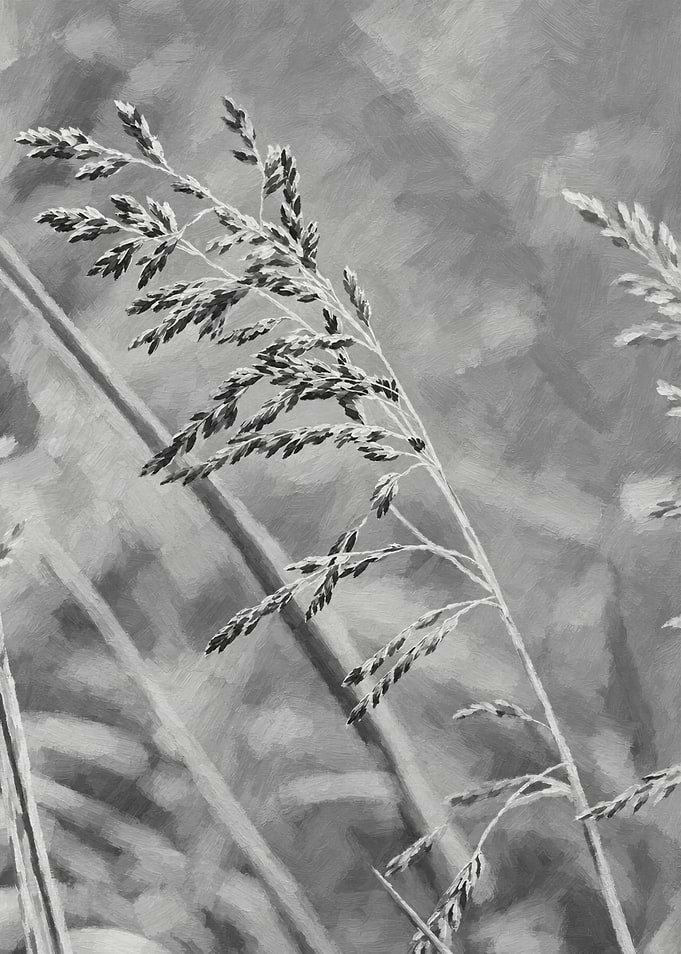 Black and White Grass Stalks