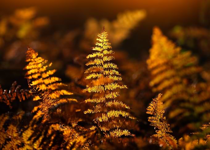 Golden Ferns in Autumn Light