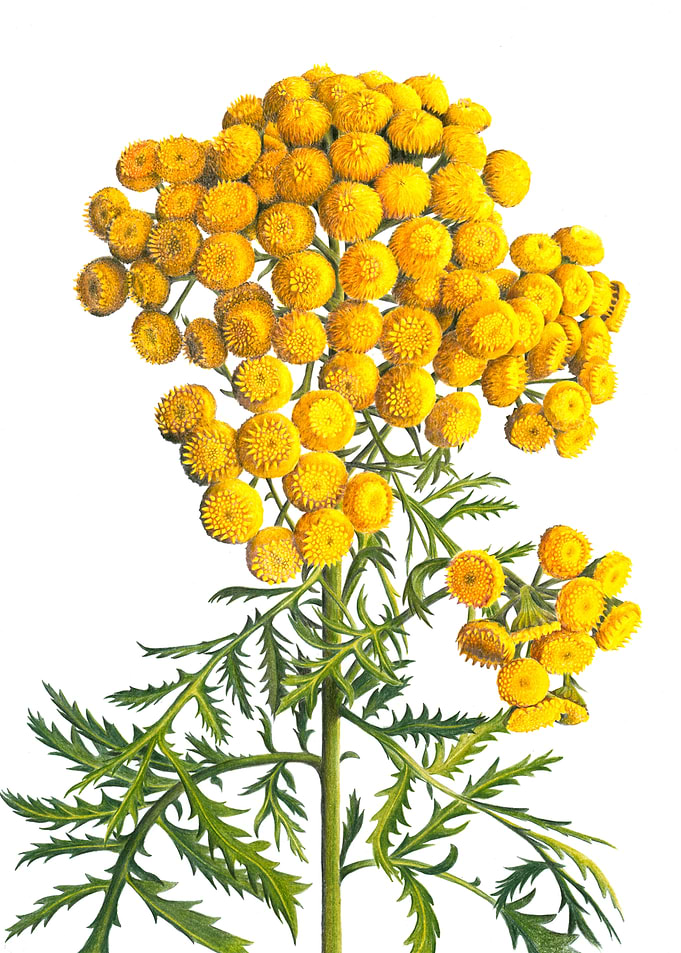 Botanical Illustration of Tansy Flowers