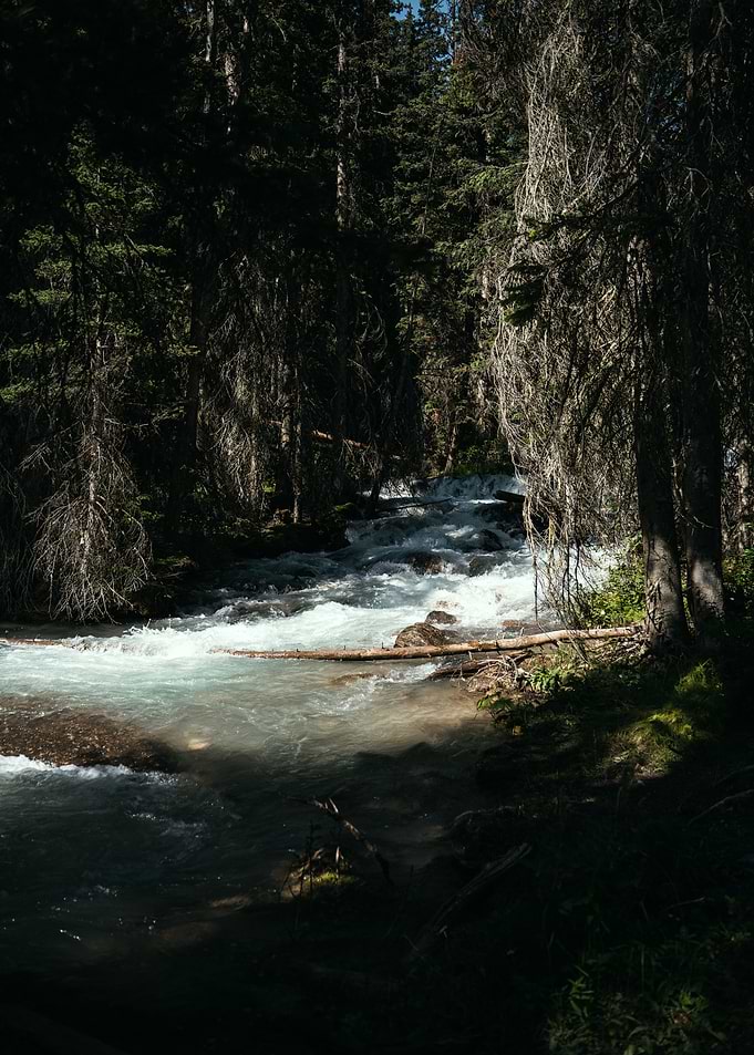 Sunlit Forest Stream