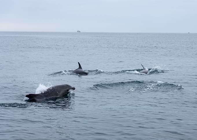 Dolphins Swimming in the Ocean near the Algarve, Portugal 🐬