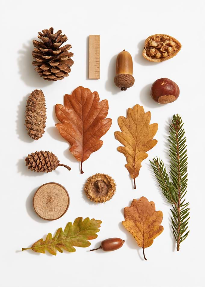 Autumn Nature Collection Flat Lay