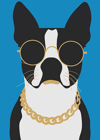 Cool Boston Terrier with Gold Chain