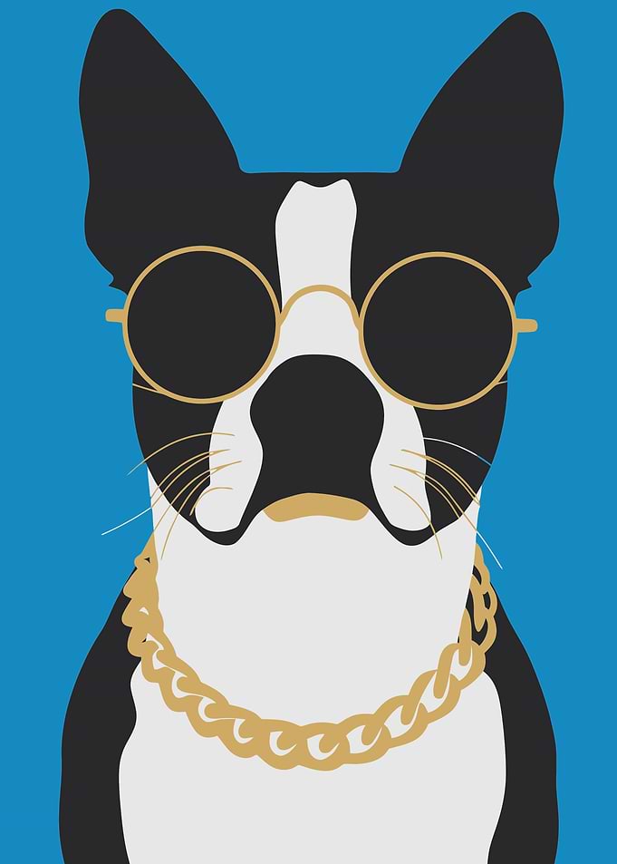 Cool Boston Terrier with Gold Chain