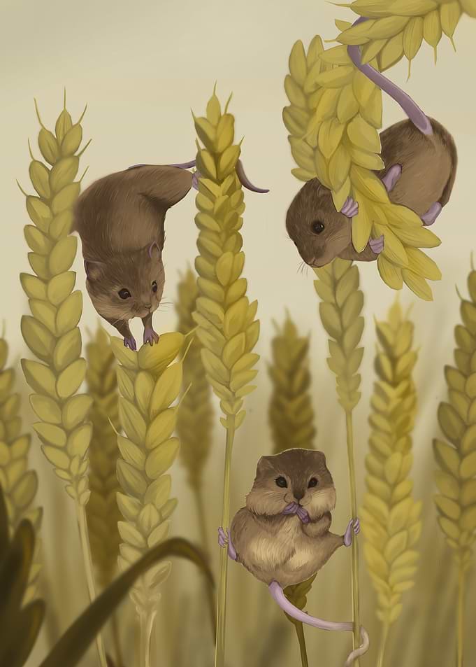 Three Cute Harvest Mice in Wheat