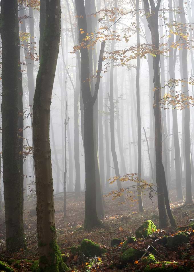 Misty Autumn Forest Landscape