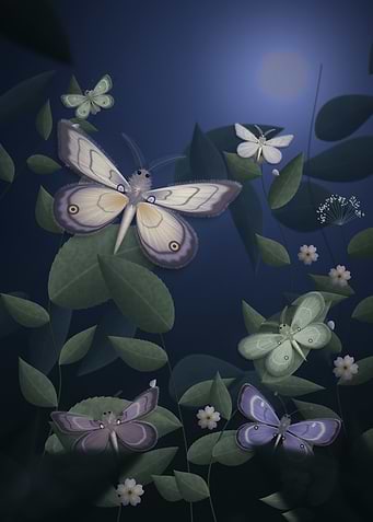 Moths and Flowers at Night