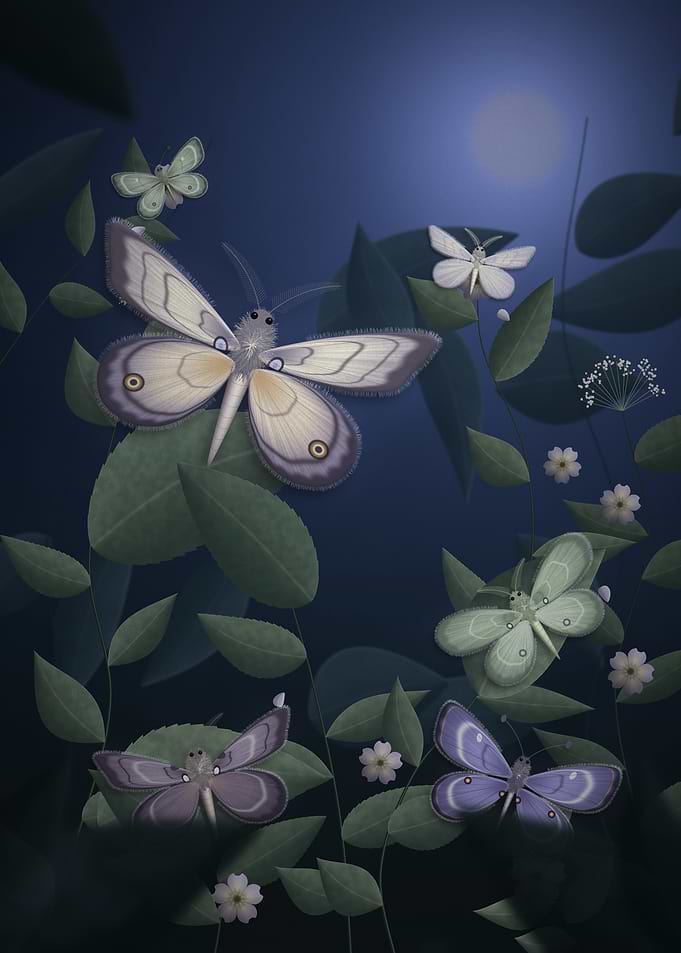 Moths and Flowers at Night