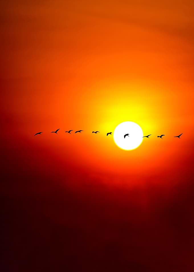 Birds Flying Across Vibrant Sunset
