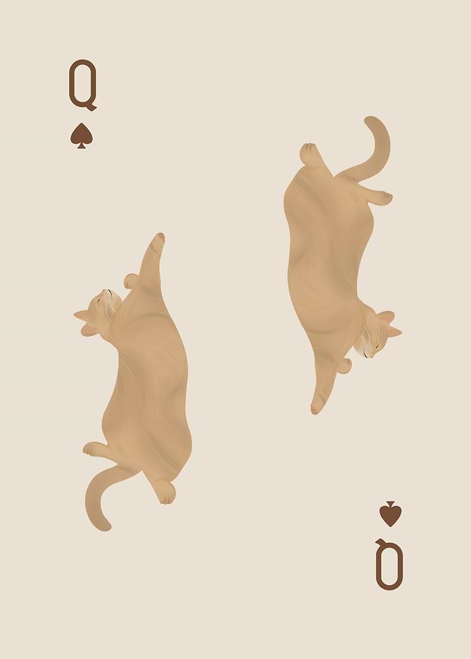 Queen of Spades Cat