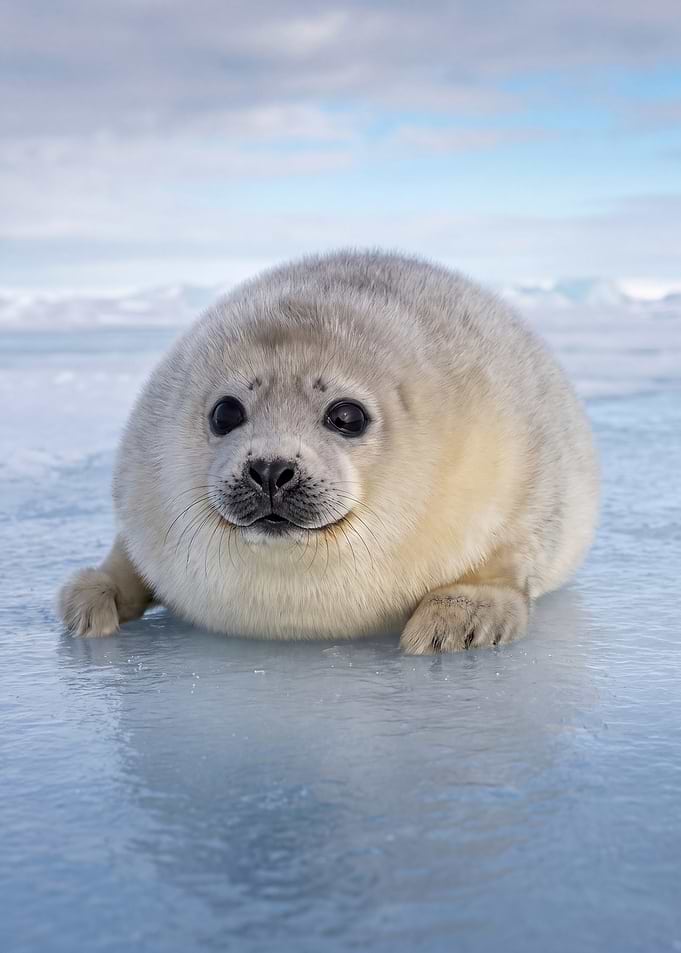 Adorable Harp Seal Pup on Ice