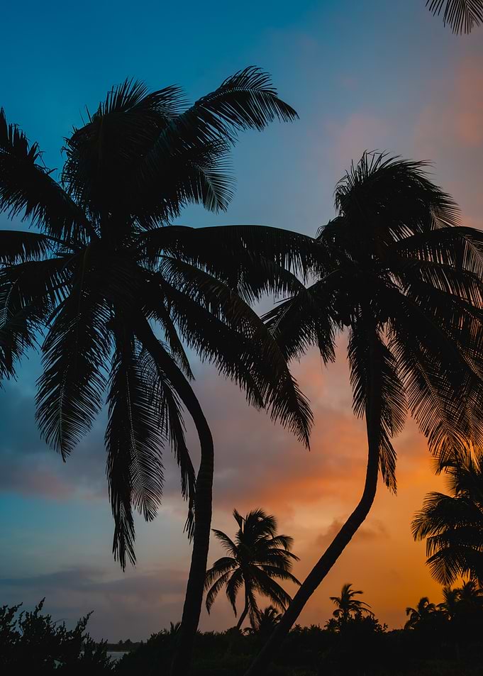 Tropical Palm Trees at Sunset