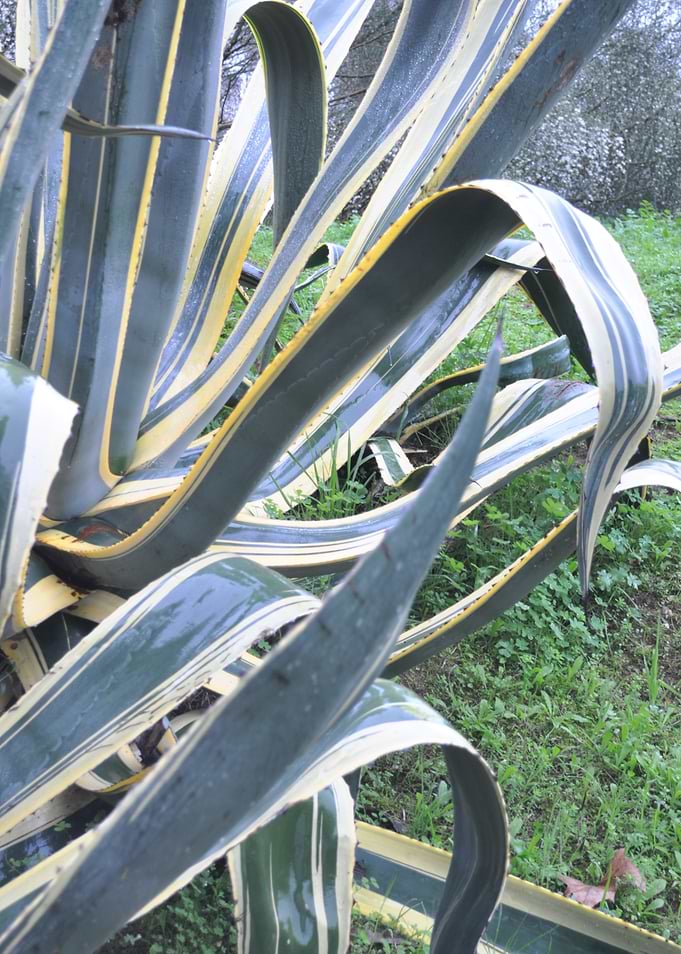 Variegated Agave Plant in Garden