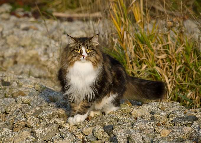 Fluffy Siberian Cat on Rocks
