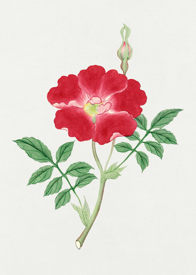 Vintage Botanical Illustration of Red Rose
