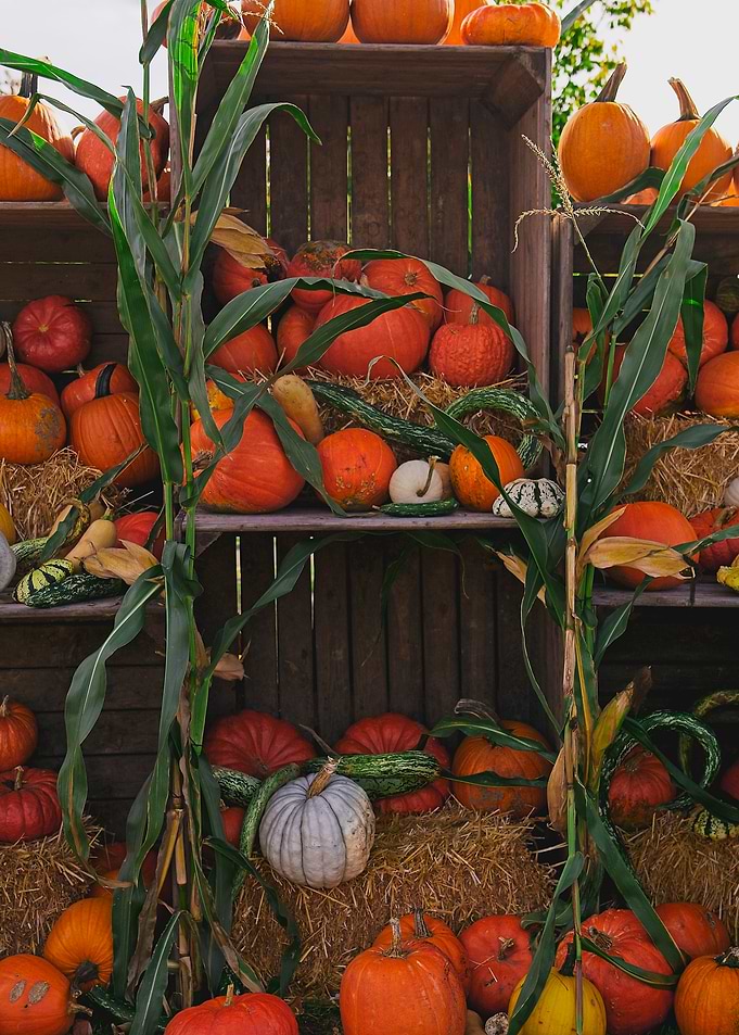 Rustic Autumn Pumpkin Rack