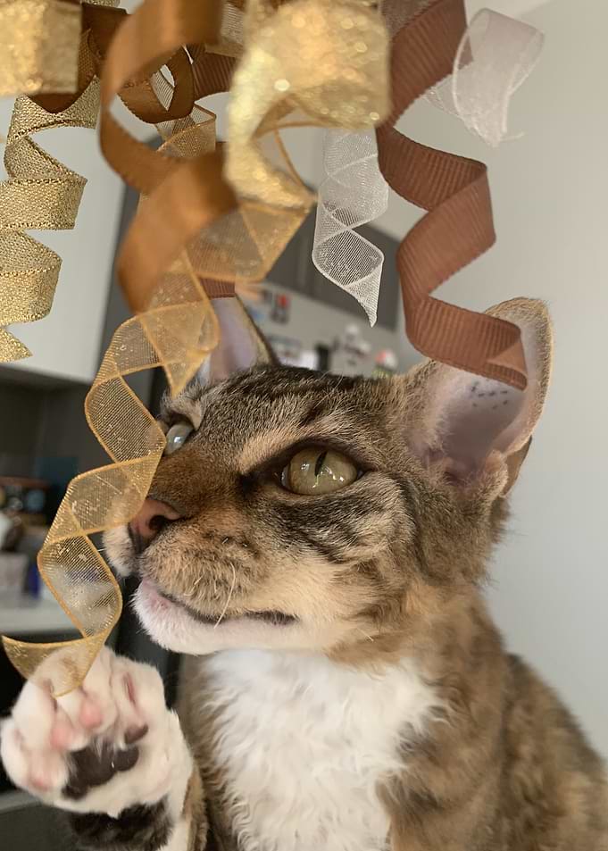 Curious Cat Playing with Ribbons