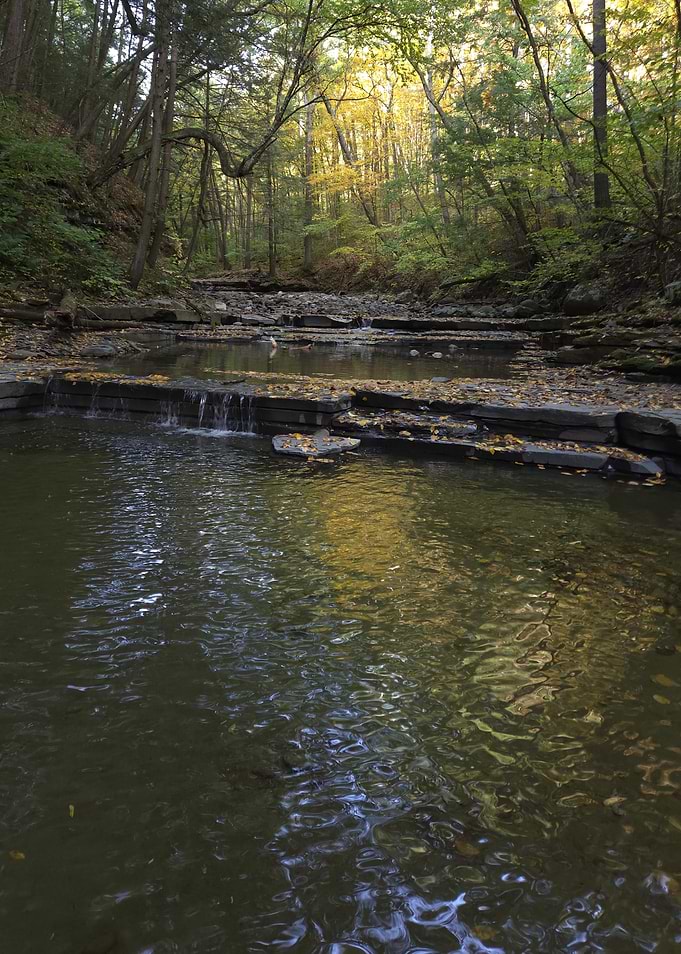 Serene Forest Stream in Autumn
