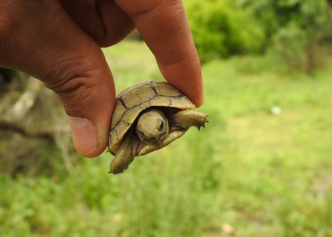 Tiny Baby Turtle Held in Hand
