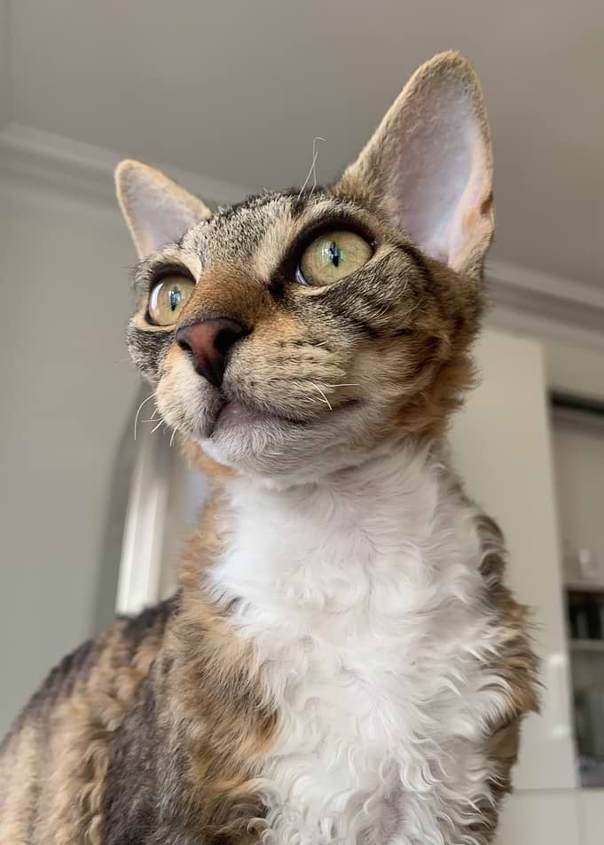 Close-up Portrait of a Devon Rex