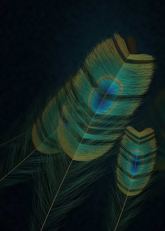 Elegant Peacock Feathers on Dark Background