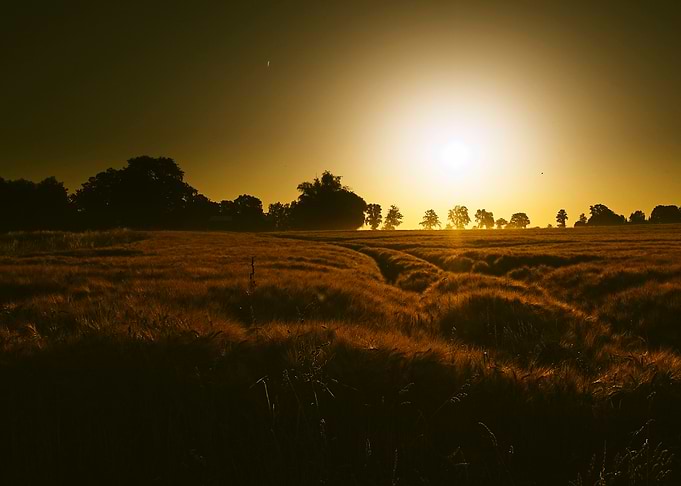Golden Sunset Over Wheat Field