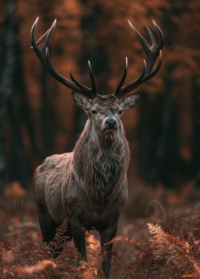 Majestic Red Deer in Autumn Forest