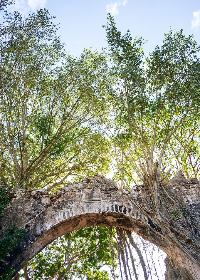 Ancient Stone Archway Overgrown with Trees