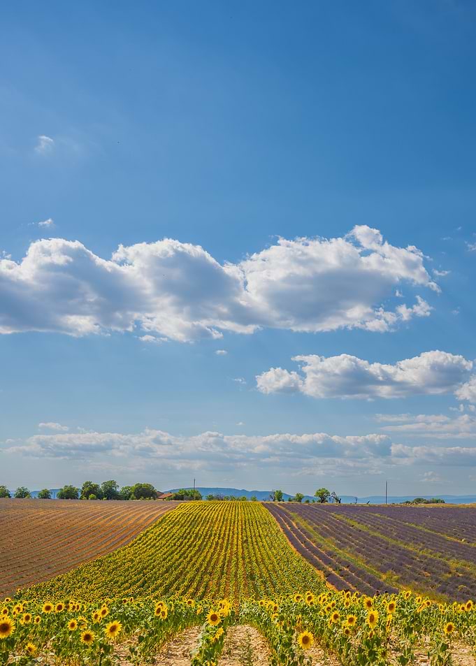 Sunflowers and Lavender Fields in Provence