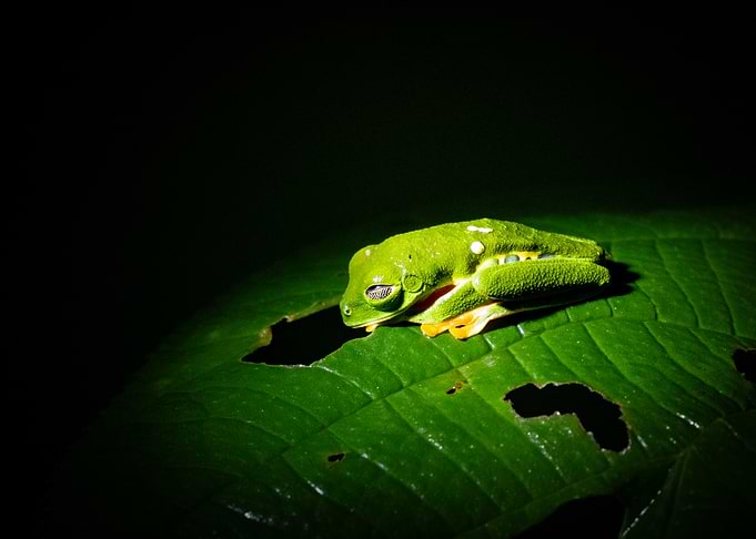 Green Tree Frog on Leaf