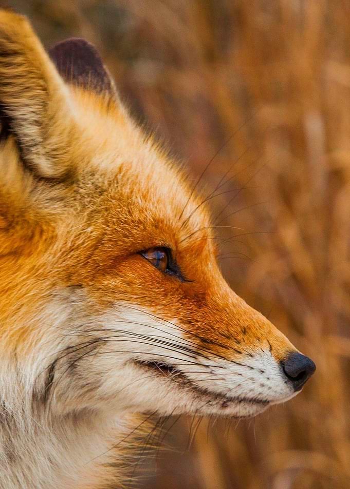 The Golden Gaze - Red Fox Portrait