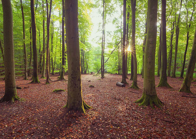 Sunlight Filtering Through Forest Trees