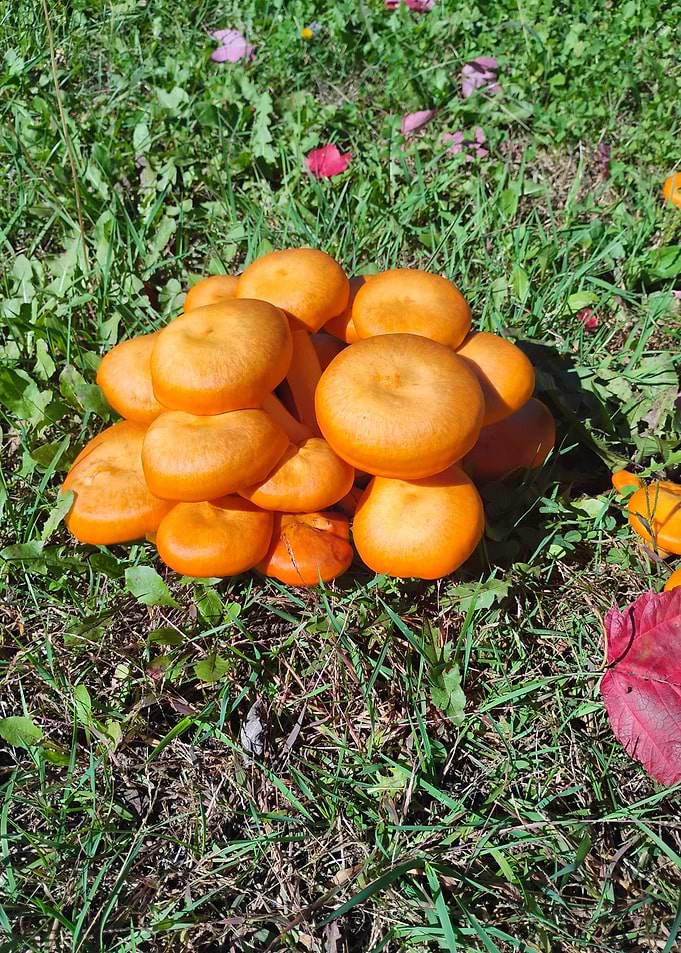Cluster of Jack-o'-lantern mushrooms
