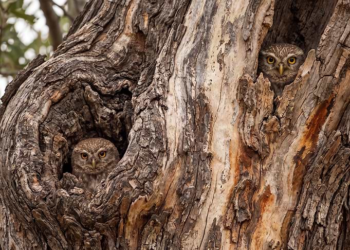 Two Little Owls in Tree Hollows