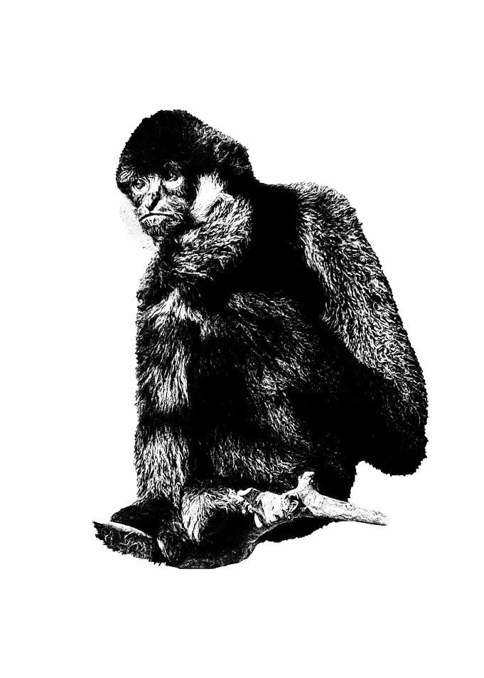 Black and White Gibbon Illustration