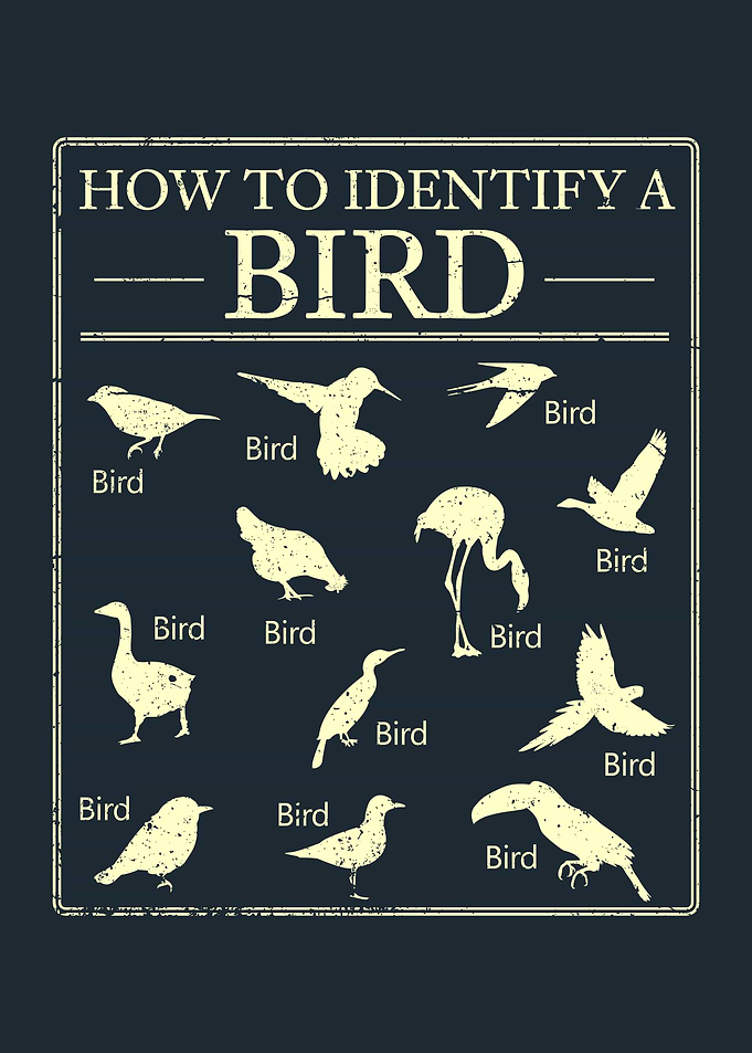 How To Identify A Bird